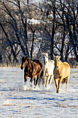USA, Wyoming. Hideout Ranch, rennende Pferde. (PR)
