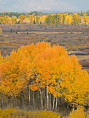 Wyoming, Grand Teton National Park. Goldene Aspenbäume