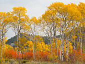 Wyoming, Grand Teton National Park. Golden Aspen trees