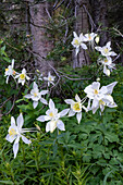 USA, Wyoming. Columbine wildflowers, Grand Teton National Park.