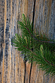 Lodgepole pine, Lakeshore Trail, Colter Bay, Grand Tetons National Park, Wyoming, USA
