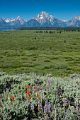Wildblumen und Grand Tetons, Lunch Tree Hill, Grand Teton National Park, Wyoming, USA.