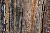 Bark detail, Yellowstone National Park, Wyoming, USA.