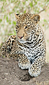 Afrikanischer Leopard, Kenia, Afrika