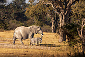 Elefantenmutter mit Kalb. Camelthorn Lodge. Hwange-Nationalpark. Simbabwe.