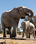 Elefantenherde an der Wasserstelle, die das reichliche Wasser zum Trinken und Duschen genießt. Camelthorn Lodge. Hwange National Park. Simbabwe.