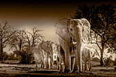 Elefantenherde an der Wasserstelle, die das reichliche Wasser zum Trinken und Duschen genießt. Camelthorn Lodge. Hwange National Park. Simbabwe.