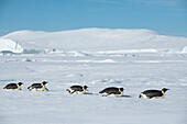 Antarktis, Weddell-Meer, Snow Hill. Kaiserpinguine beim Schlittenfahren.