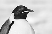 Antarctica, Weddell Sea, Snow Hill colony. Emperor penguin head close-up.