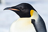Antarctica, Weddell Sea, Snow Hill colony. Emperor penguin head close-up.