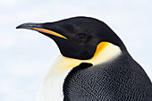 Antarctica, Weddell Sea, Snow Hill. Emperor penguins head detail.