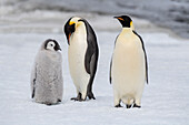 Antarctica, Weddell Sea, Snow Hill. Emperor penguins chick with adult.