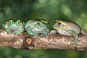 Australia. White's tree frogs on log.