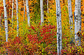 Kanada, Manitoba. Herbstfarben Hecla-Grindstone Provincial Park.