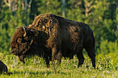 Canada, Manitoba, Riding Mountain National Park. Plains bison adult standing in grass.