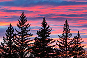 Kanada, Manitoba, Birds Hill Provincial Park. Sonnenuntergang silhouettiert immergrüne Bäume.