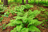 Kanada, Ontario, Bourget. Zimtfarne im Wald.