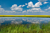 Canada, Saskatchewan, Viscount. Reflection in prairie pond water and canola crop.