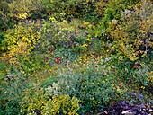 Farbenprächtige Herbstvegetation in der Asbyrgi-Schlucht im Vatnajokull-Nationalpark, Island