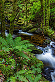 Torq Creek im Killarney-Nationalpark
