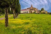 Bauernhaus mit Zufahrtsstraße, gesäumt von einer Zypressenreihe. Gelbes Senffeld. Montalcino. Toskana, Italien. (Nur für redaktionelle Zwecke)