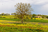 Einsamer Baum. Toskanische Wiese mit einem Bauernhof. Gelbe Senfpflanzen und rote Mohnblumen. Toskana, Italien.