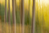 Slowenien, Triglav-Nationalpark. Freiform-Bilder von Baumstämmen mit Herbstfarben im Hintergrund.