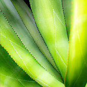 Close-up of vibrant agave leaves.