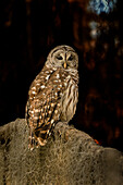 Barred owl perched in bald cypress forest with Spanish moss