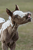 Paint foal (colt) with lip curled