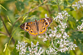 Gewöhnlicher Buckeye auf Gewöhnlichem Boneset