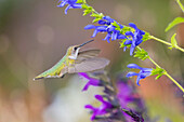 Ruby-throated hummingbird at blue ensign salvia