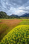 Chile, Aysen, Patagonien-Nationalpark, Valle Chacabuco. Landschaftsansicht mit stacheligen Neneo-Pflanzen im Vordergrund.