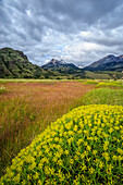 Chile, Aysen, Patagonia National Park, Valle Chacabuco. Landscape view with spiny Neneo plants in the foreground.