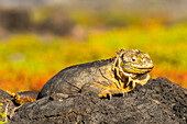 Ecuador, Galapagos National Park, South Plaza Island. Shedding land iguana close-up.