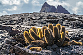 Ecuador, Galapagos National Park, Santiago Island. Lava cactus among lava rocks.