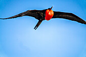 Ecuador, Galapagos-Nationalpark, Genovesa-Insel. Fregattvogel-Männchen bei der Flugvorführung.