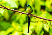 Ecuador, Guango. Langschwanzsylphe Kolibri Nahaufnahme.