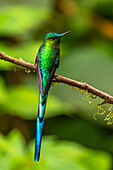 Ecuador, Guango. Langschwanzsylphenkolibri, Nahaufnahme.