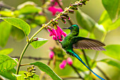 Ecuador, Guango. Long-tailed sylph hummingbird feeding on flowers.