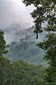 Ecuador, Guango. Wolke in Dschungellandschaft.