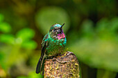 Ecuador, Guango. Tourmaline sunangel hummingbird close-up.