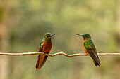 Ecuador, Guango. Two chestnut-breasted coronet hummingbirds on limb in rain.