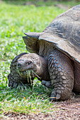 Ecuador, Galapagos, Insel Santa Cruz, El Chato Ranch. Wilde Galapagos-Riesenschildkröten, kuppelförmige Schildkröten.
