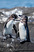 Ecuador, Galapagos, Nordwestküste von Isabela, Tagas Bucht. Galapagos-Pinguine