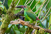 Ecuador, Tandayapa Valley, Alambi Reserve. Crimson-rumped toucanet, aka chestnut-billed emerald-toucanet, crimson-rumped aracari and red-rumped green-toucanet.