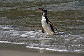 Falklandinseln, Eselspinguin taucht aus dem Meer auf.