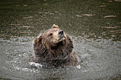 Brown bear at Fortress of the Bear, a rescue center in Sitka, shakes off water.