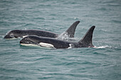 Schnell schwimmende Orcas bahnen sich ihren Weg durch die Icy Strait.