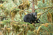 Ein Jungtier ruht sich in einem Baum aus, um männlichen Bären zu entkommen, die es töten könnten.